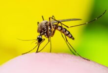 Photo of Brasil já tem mais de 3 milhões de casos de dengue. Andradina apenas 19