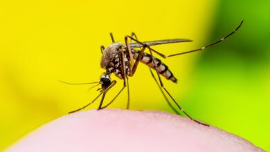 Photo of Brasil já tem mais de 3 milhões de casos de dengue. Andradina apenas 19